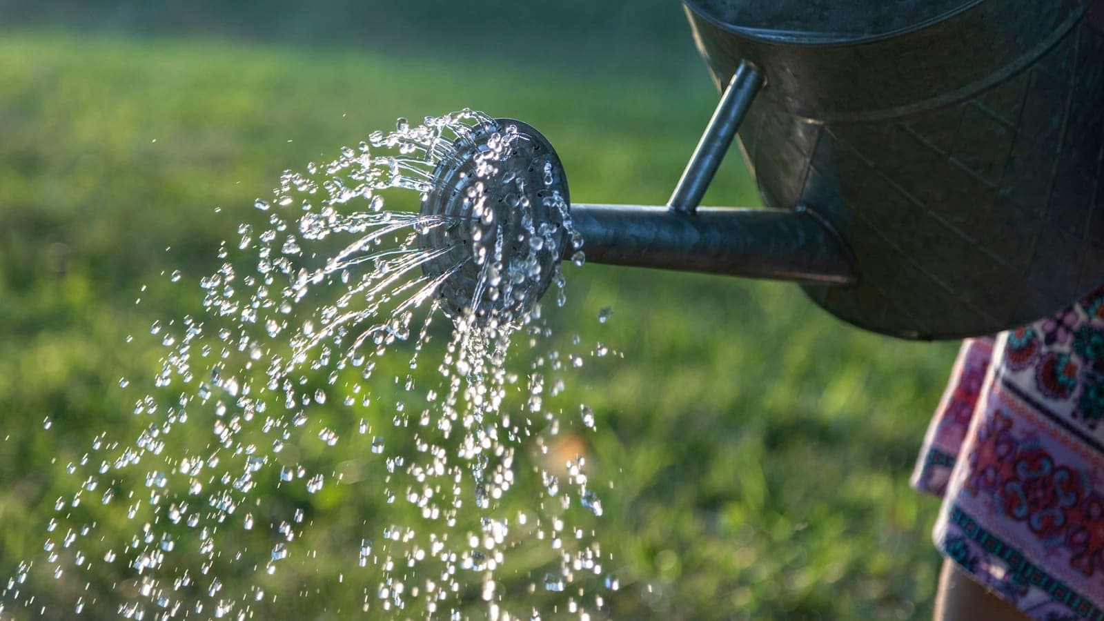 De l'eau coulant d'un arrosoir en acier sur des plantes